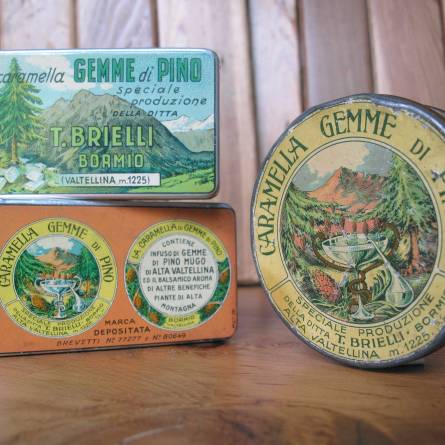 Gemme di Pino