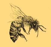 Miele e apicoltura