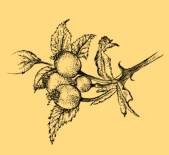 Flora